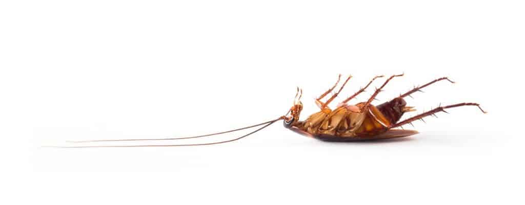 Dead Cockroach min