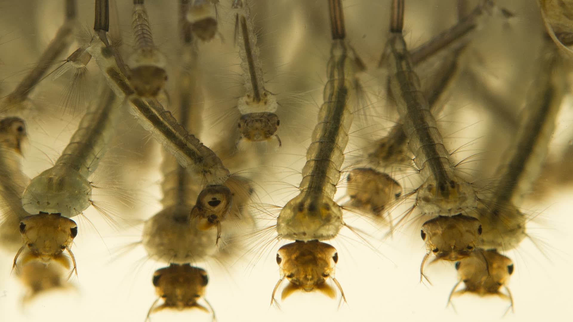 Mosquito Larvae Up-Close