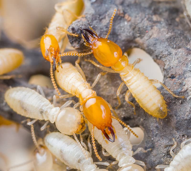 Eastern Subterranean Termite workers and soldiers min