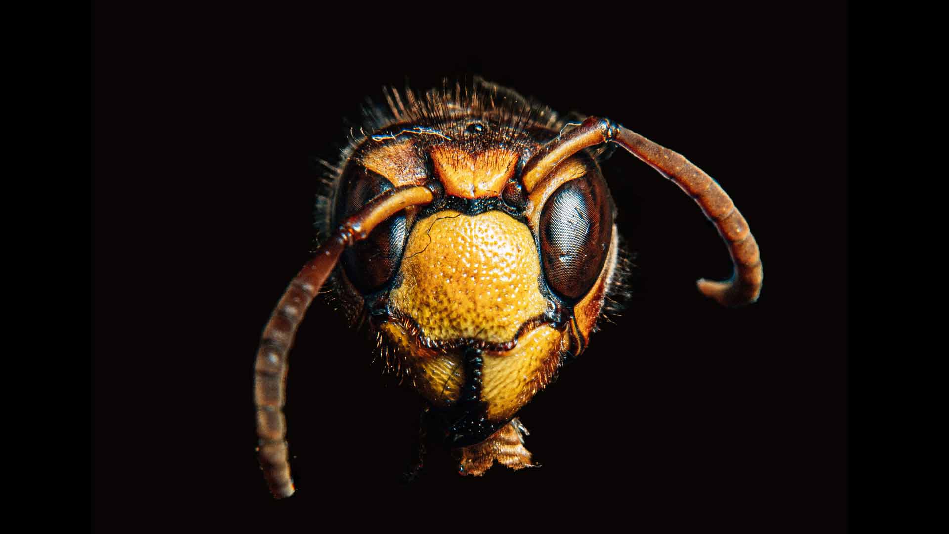 closeup of wasp head min