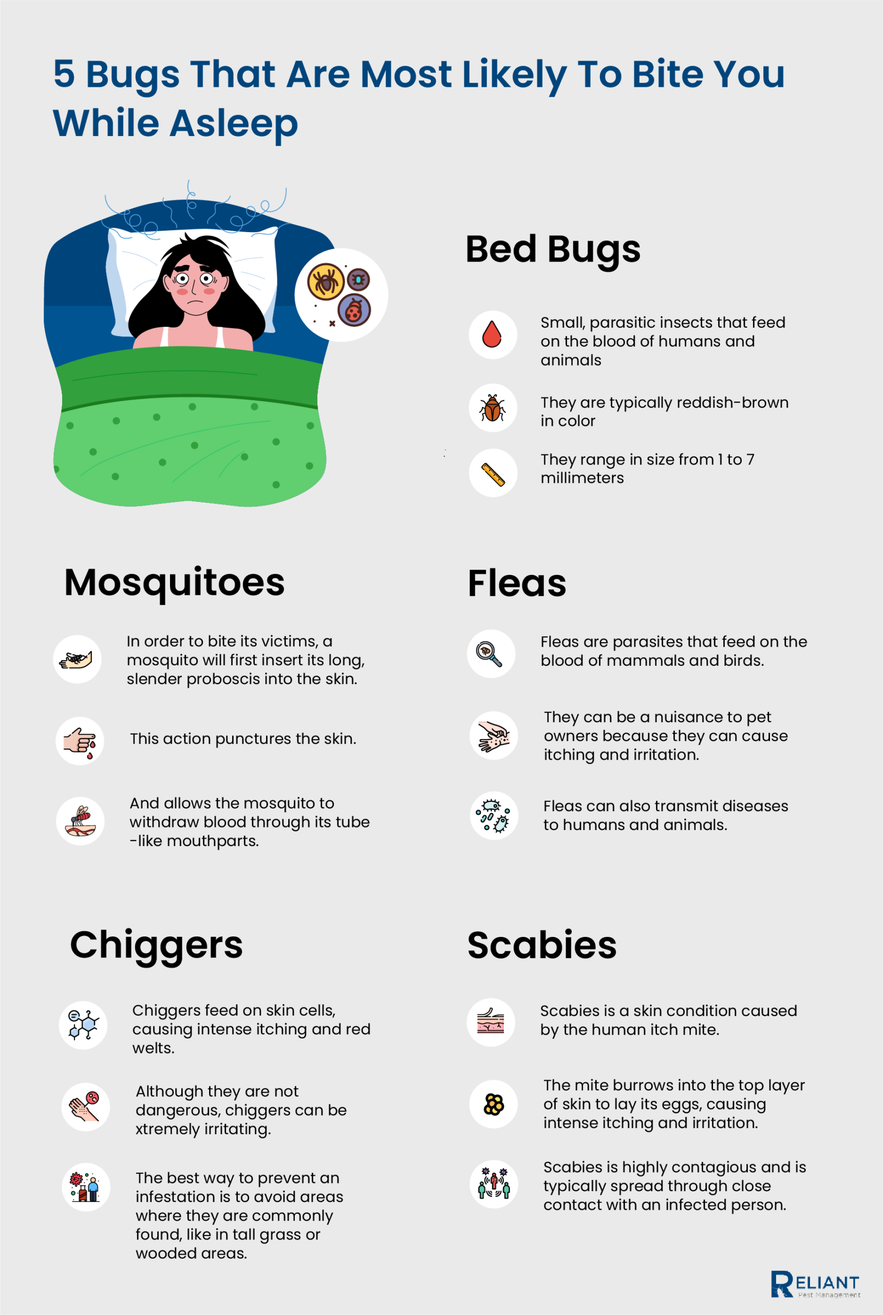 bugs that bite while asleep infographic