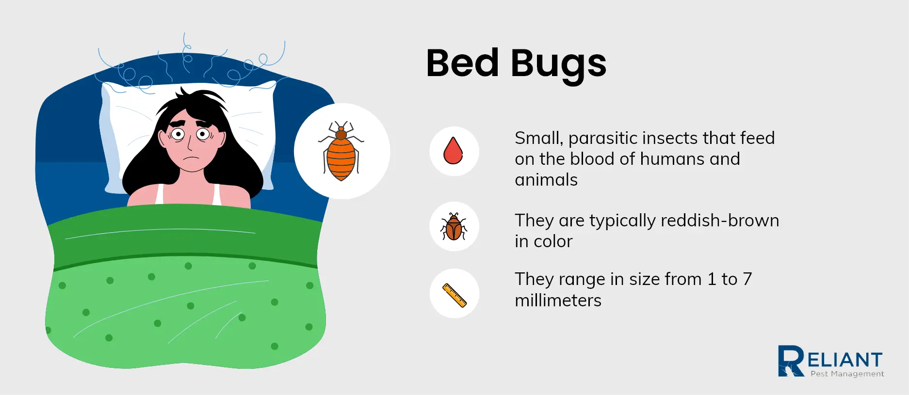 bed bugs infographic