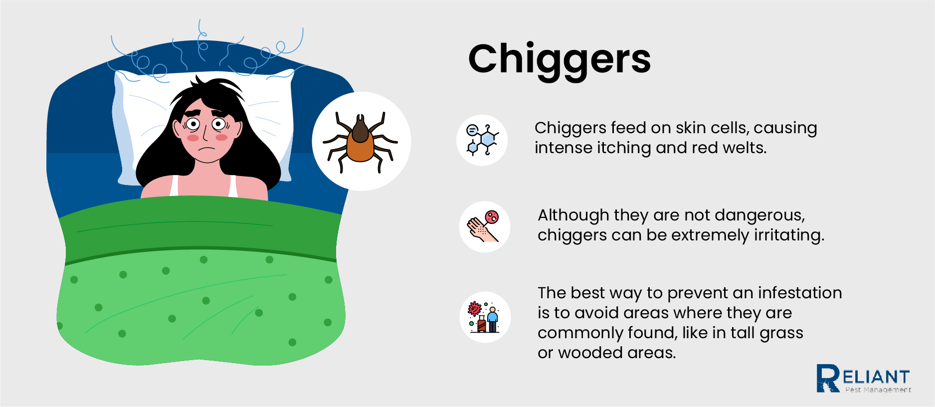 chiggers inforgraphics