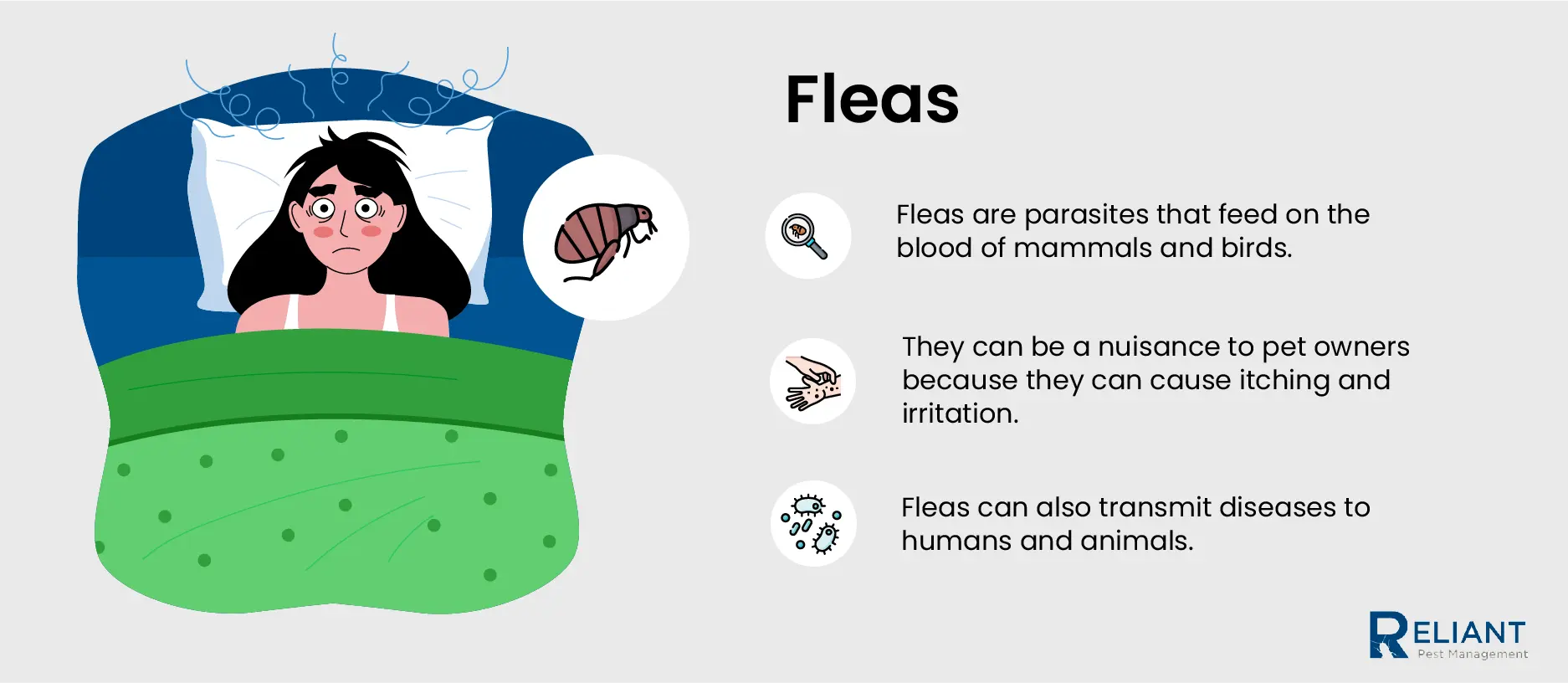 fleas infographic
