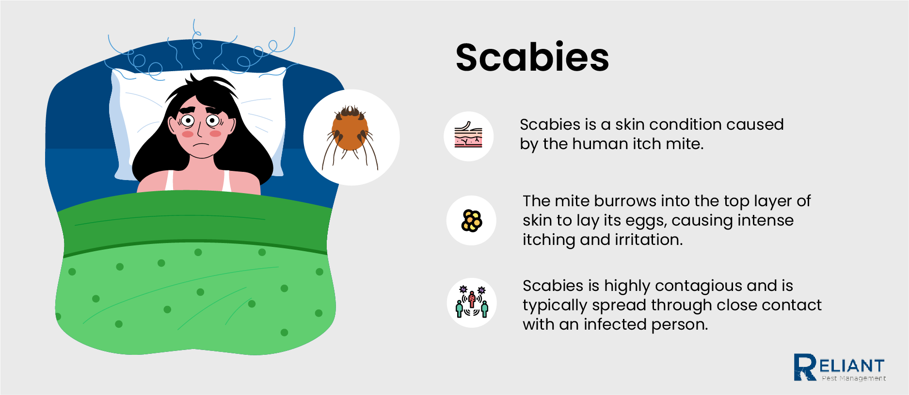 scabies infographic