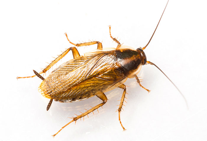Texas German Cockroach