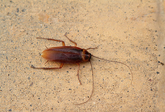 Texas Oriental Cockroach