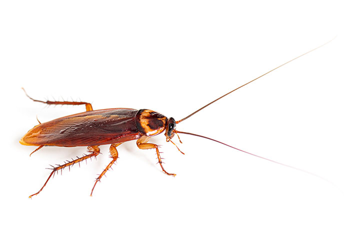 Texas American Cockroach