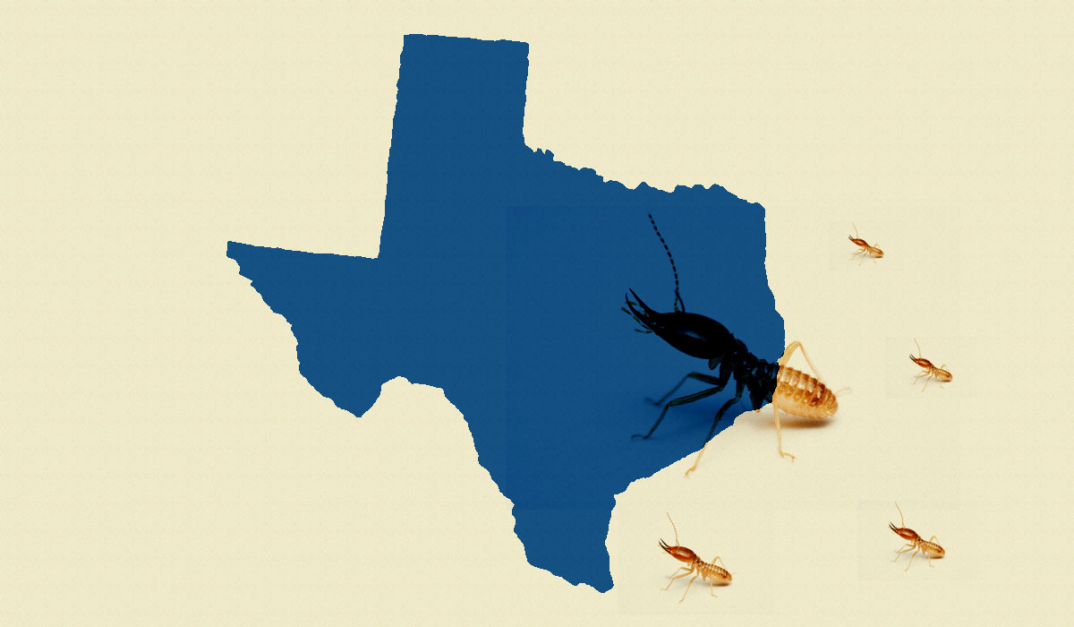 texas termite swarming season