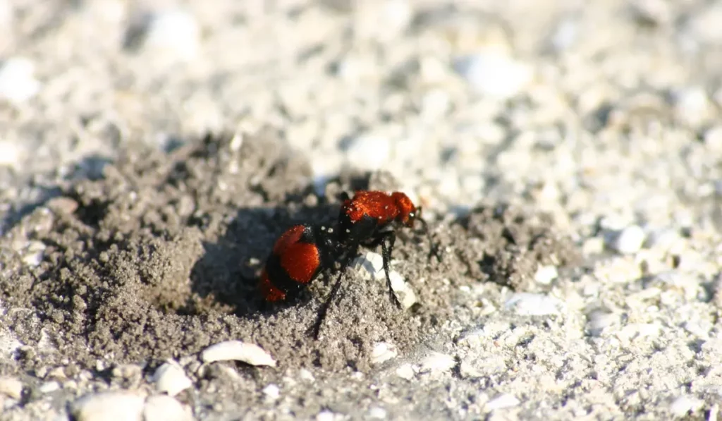cow killer ant in the sand