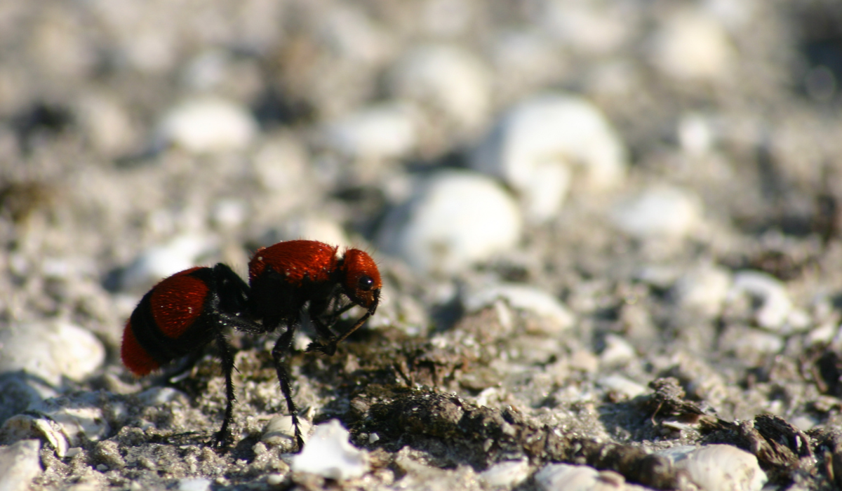 Cow killer ant - image for identification and awareness.