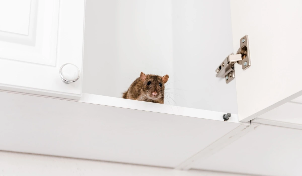 rat in a kitchen cabin