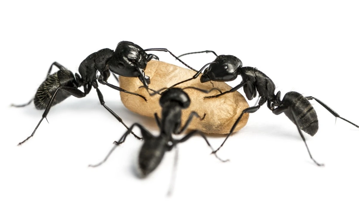 Three Carpenter ants, Camponotus vagus, carrying an egg
