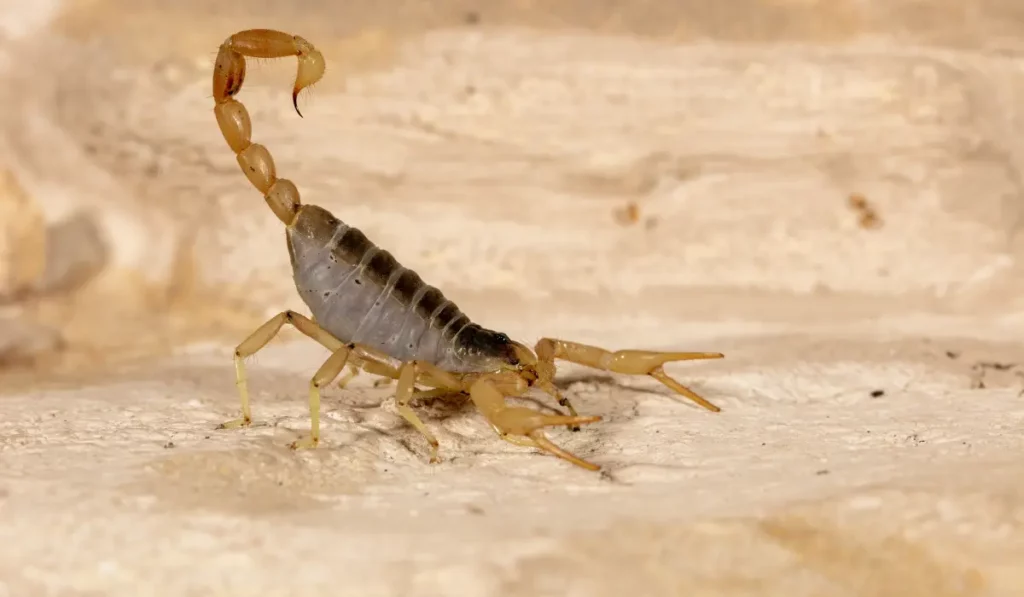 Giant Desert Hairy Scorpion