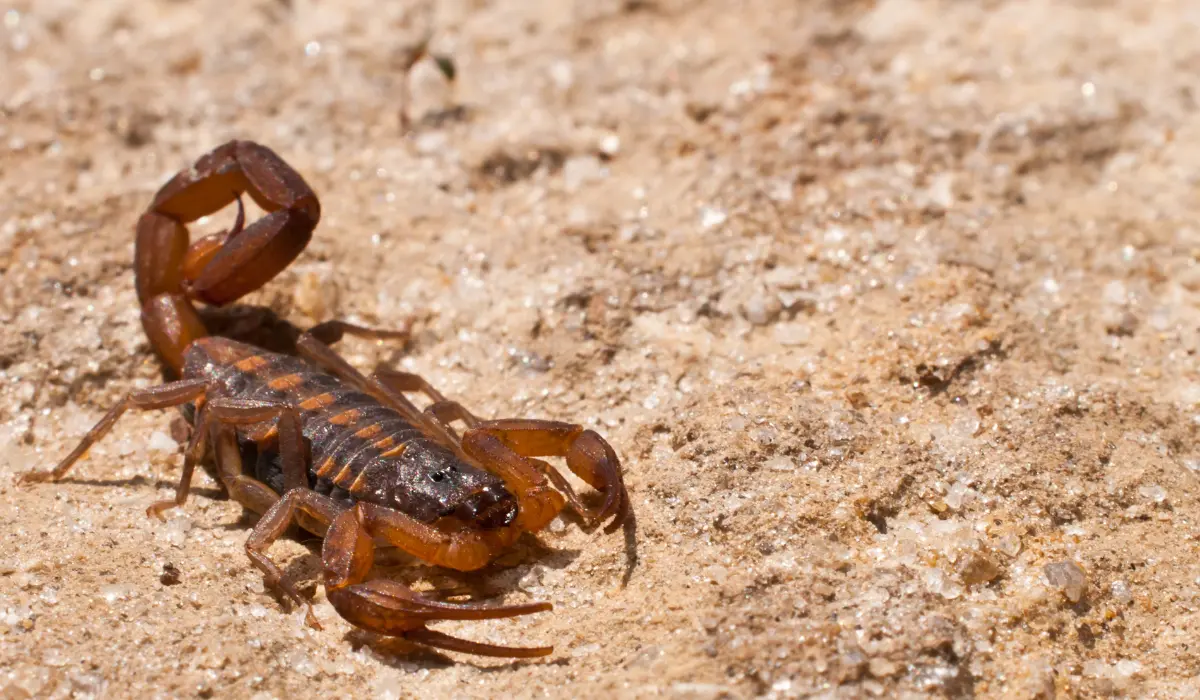 Striped Bark Scorpions close-up, featuring their distinct stripes and extended pincers.