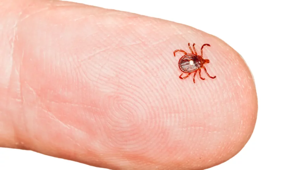 Lone Star or Seed Tick on Finger