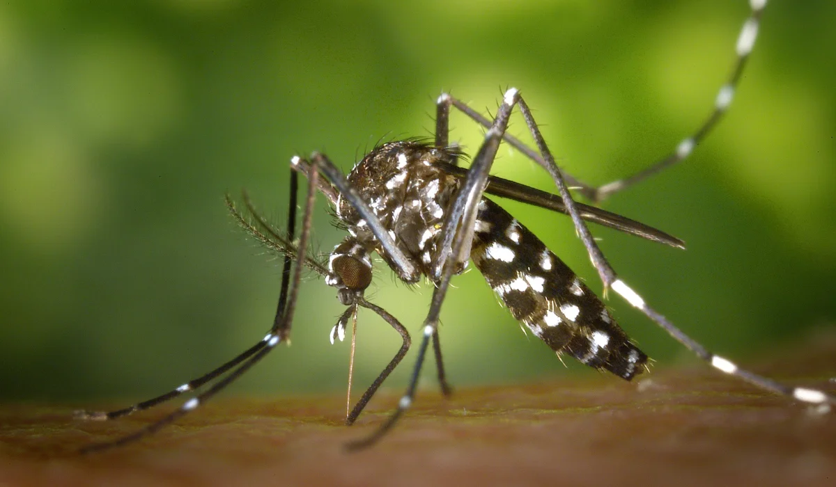 Closeup of a Mosquito