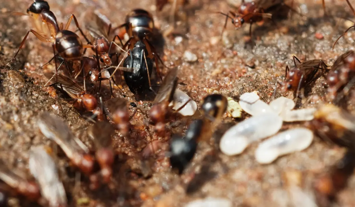 termites and flying ants