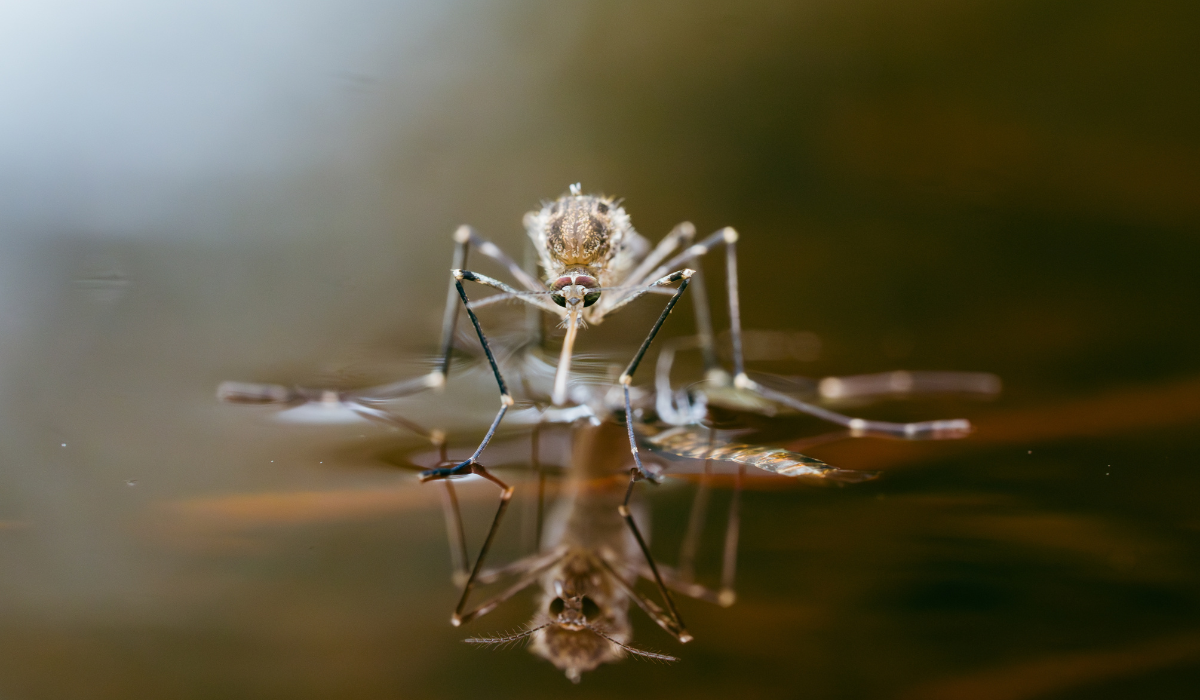 Mosquito on shiny water surface