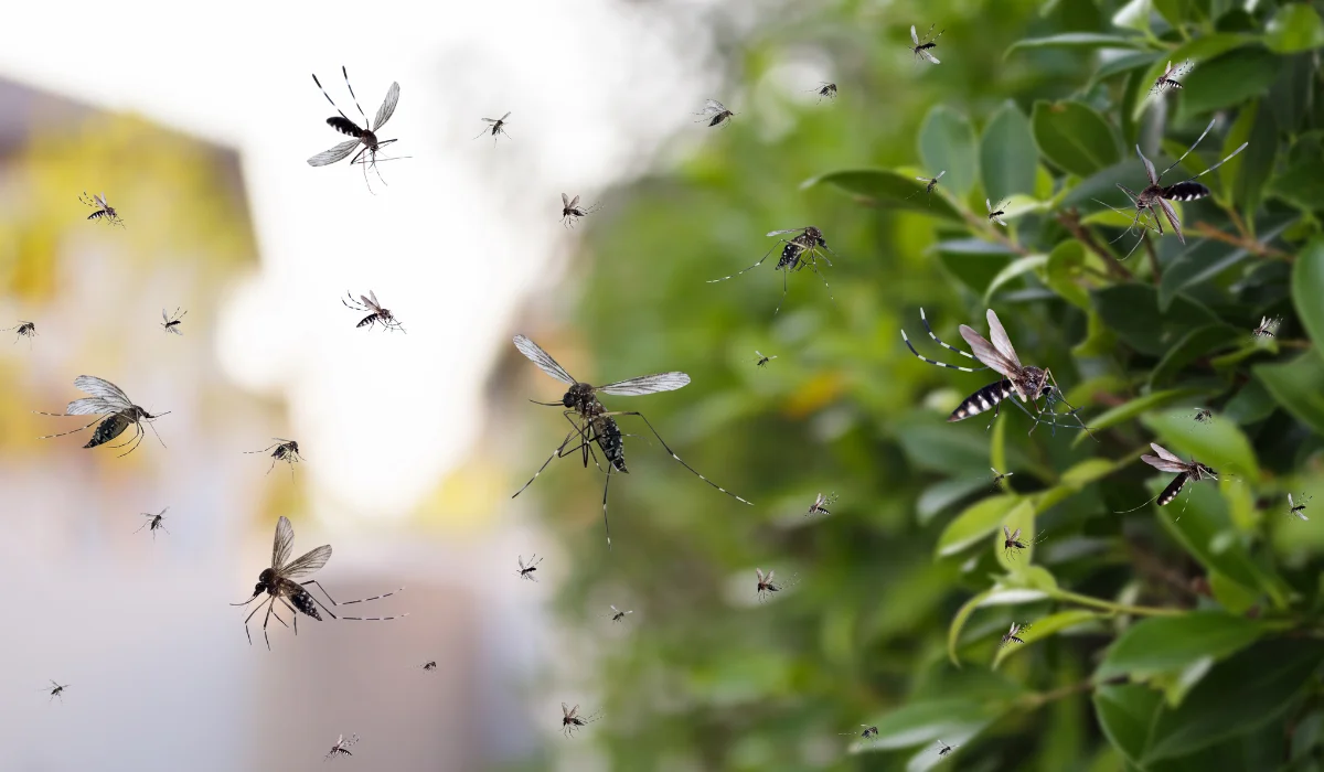 Swarm of mosquitoes fly in the park
